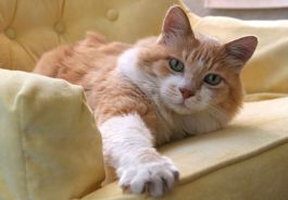 Cat on couch