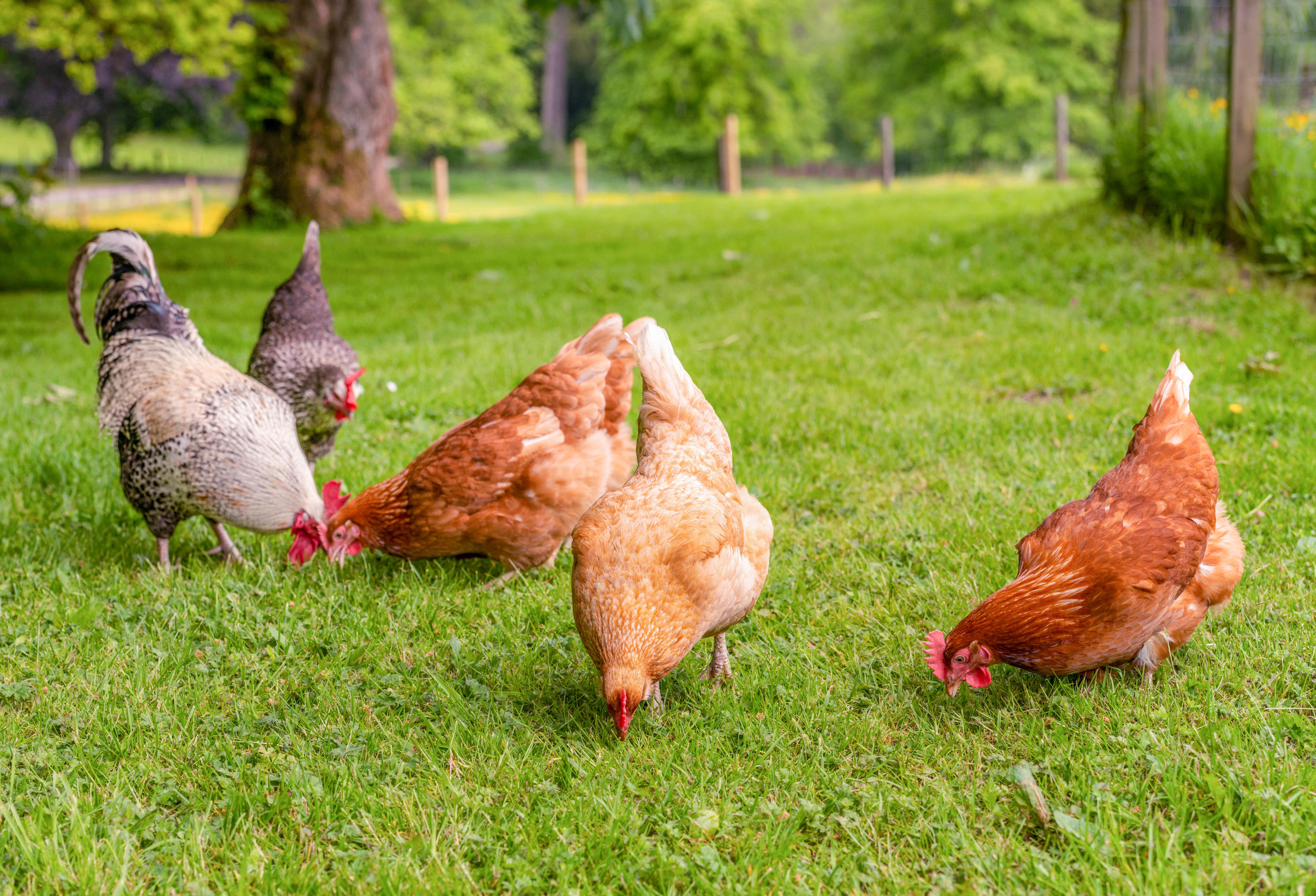 Chickens pecking in grass