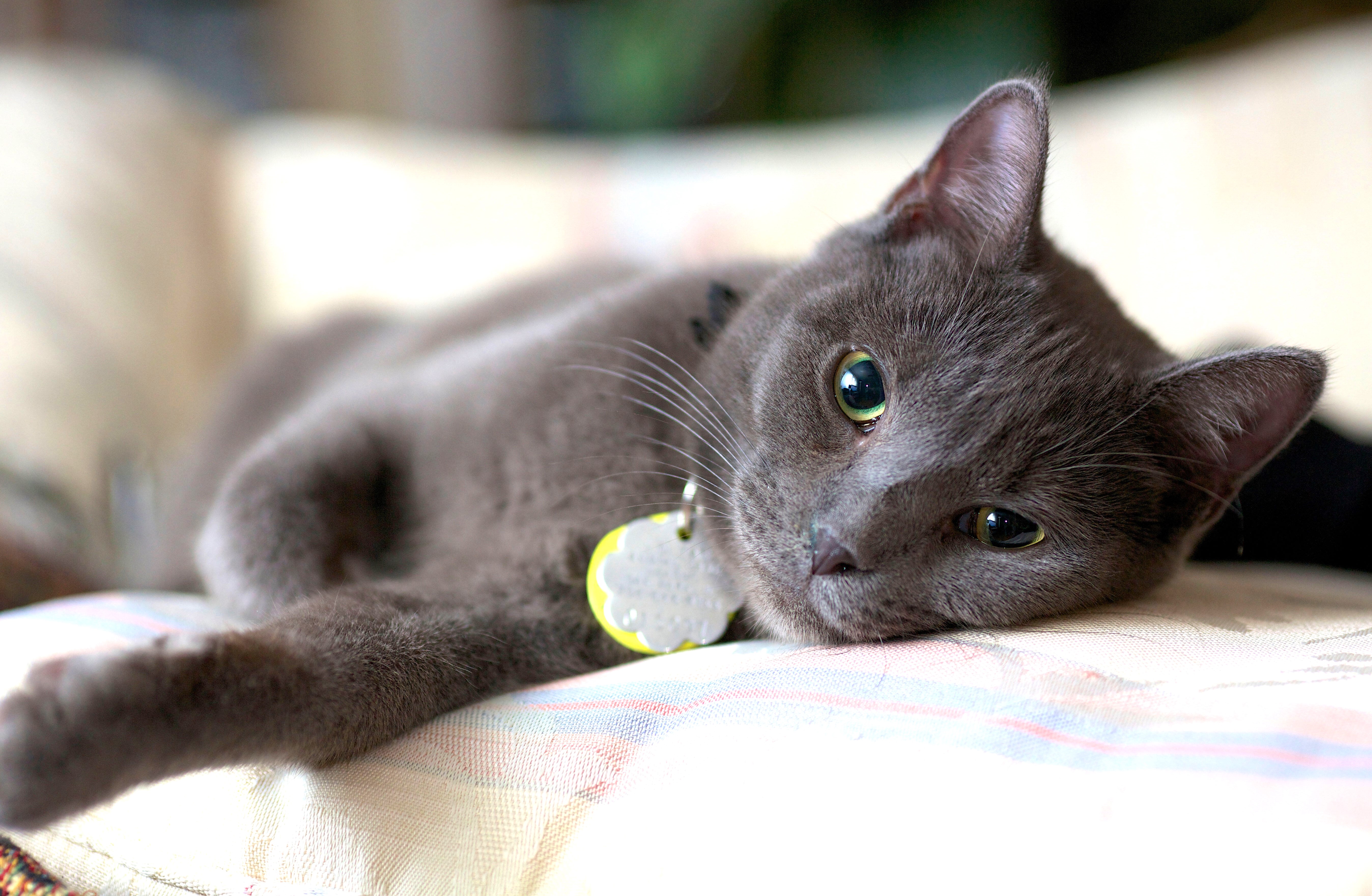 Gray cat lying on a couch