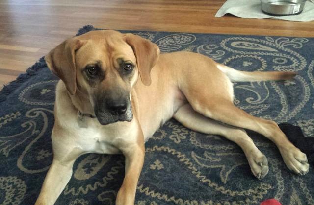 Dog lying on rug