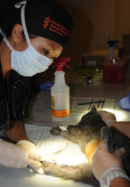 Operation Catnip Stillwater volunteer does IV reversal (credit: Jacqueline Paritte)
