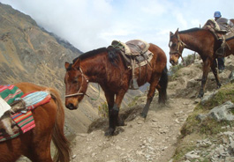 Working horses in Peru