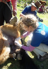 HSVMA-RAVS International student volunteer, Mary Lindhal, castrates a working horse in Peru