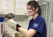 South Florida Wildlife Center veterinary extern, Jessica Dreyfuss