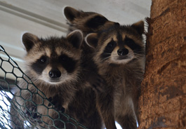 Young raccoons in their habitat at South Florida Wildlife Center