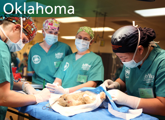 Veterinary student neuters cat at the Oklahoma 2014 World Spay Day clinic