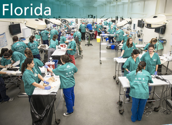 Surgery floor at the 2014 World Spay Day clinic in Florida